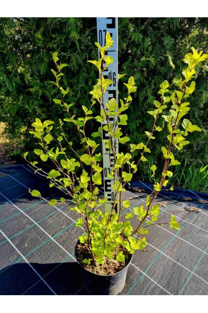 Пухироплідник калинолистий Дартс Голд - 5л/вис.50-80см/Ø45-55см